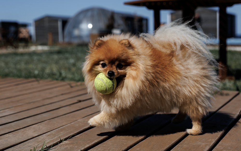 Размещение с питомцем
